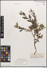 Foto von Salix caesia Vill.